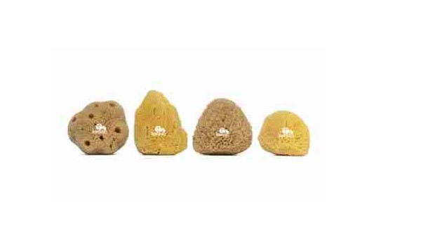 Natural sea sponges